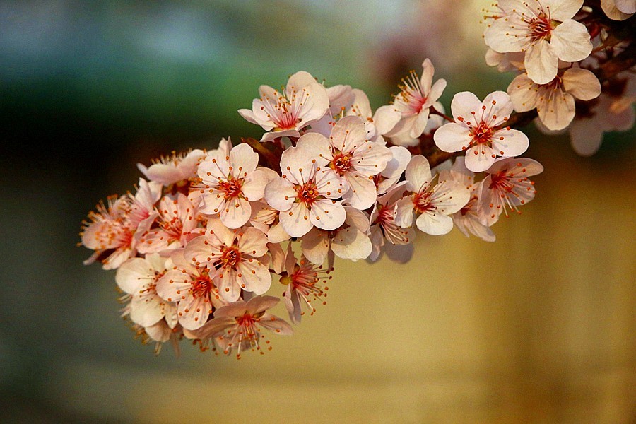 【不老松：纪实摄影】紫叶李花！(2)