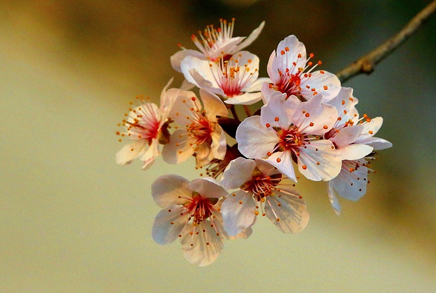 【不老松：纪实摄影】紫叶李花！(2)