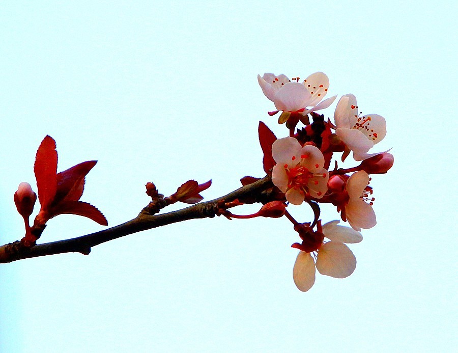 【不老松：纪实摄影】紫叶李花！(2)