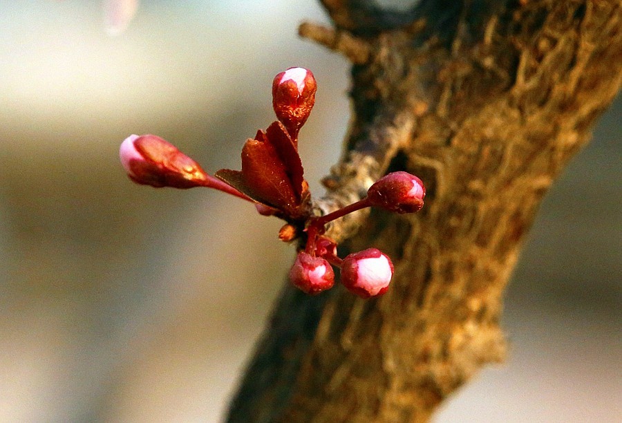 【不老松：纪实摄影】紫叶李花！(2)