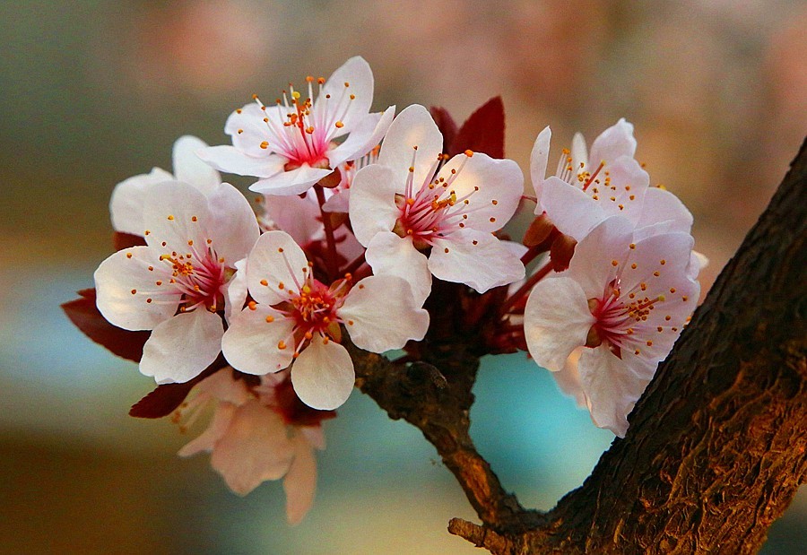 【不老松：纪实摄影】紫叶李花！(2)