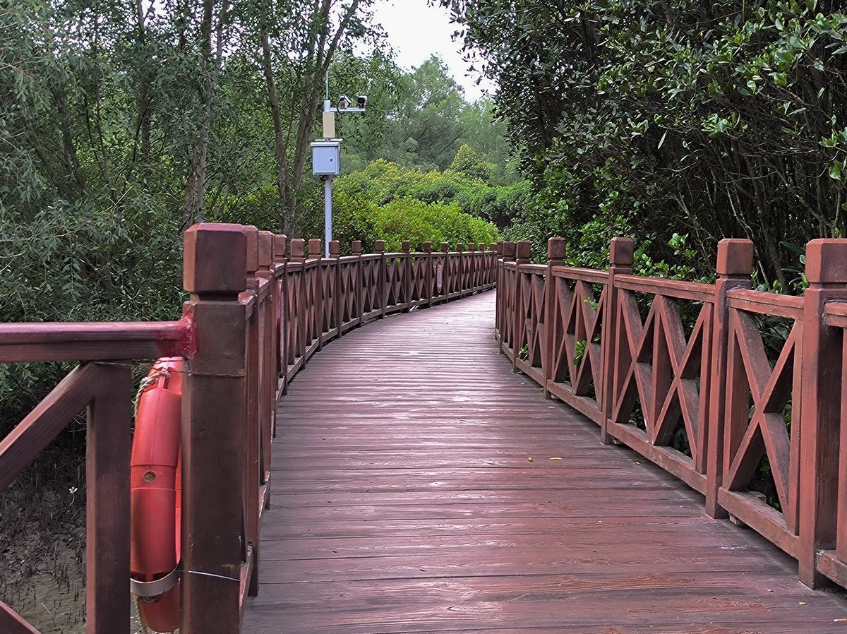 2025春节 广东行（94）大亚湾红树林公园