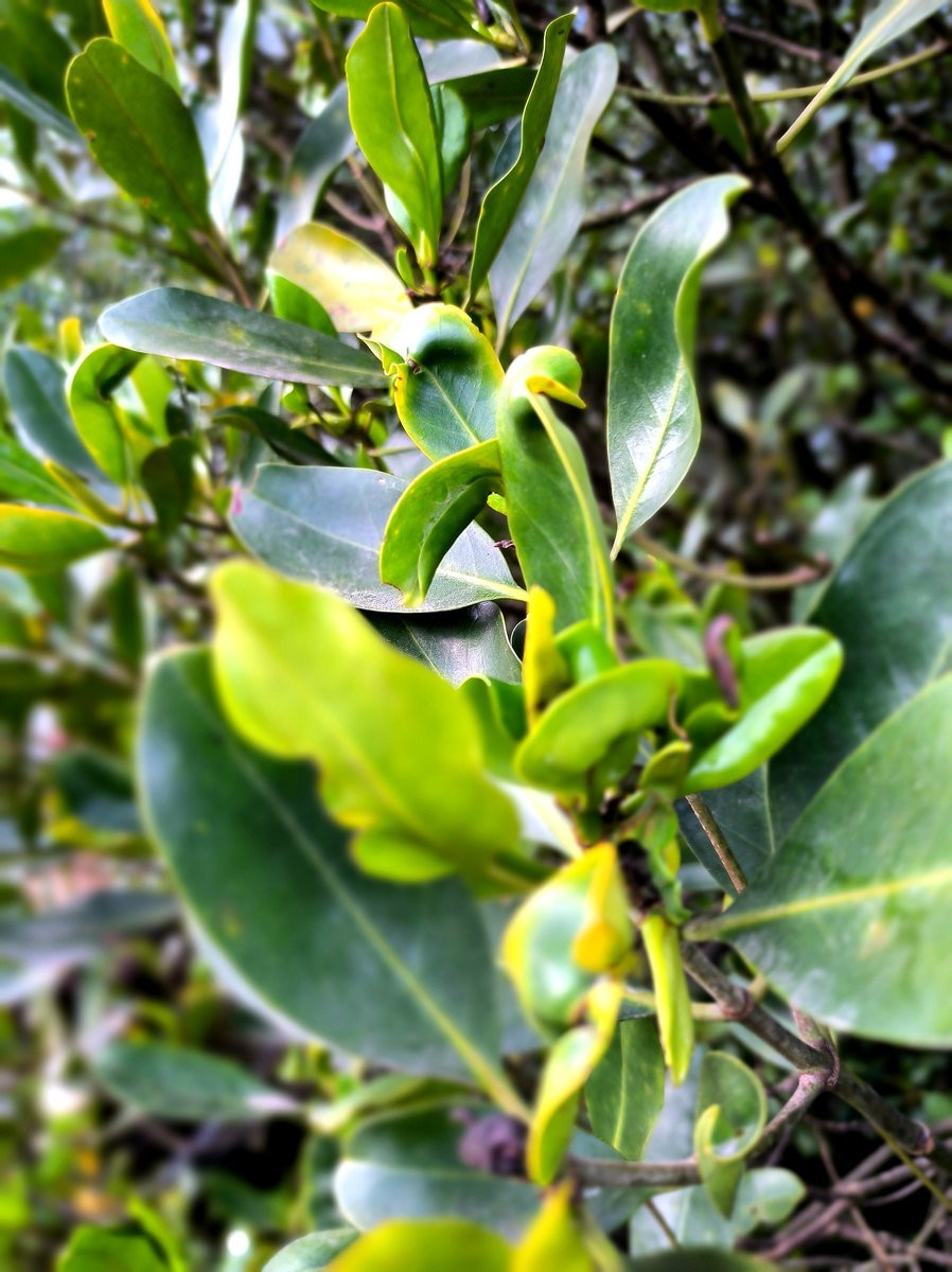 2025春节 广东行（94）大亚湾红树林公园