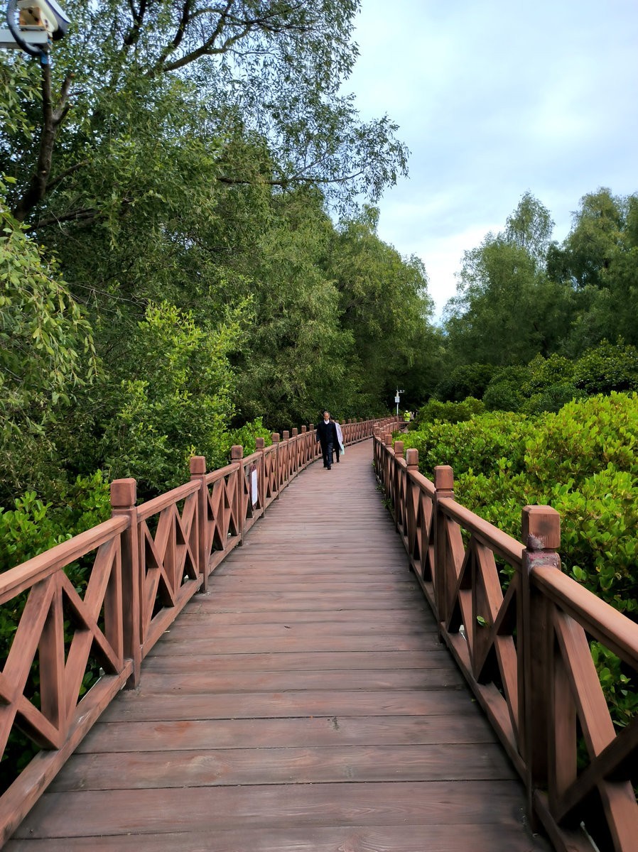 2025春节 广东行（94）大亚湾红树林公园