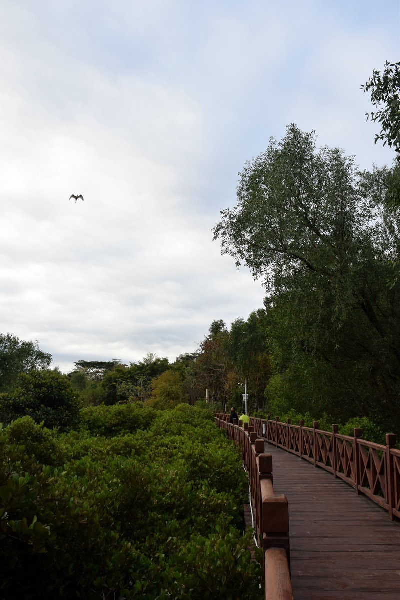 2025春节 广东行（94）大亚湾红树林公园