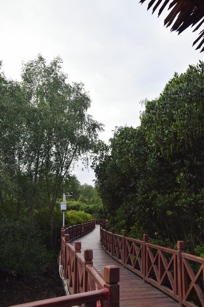 2025春节 广东行（94）大亚湾红树林公园