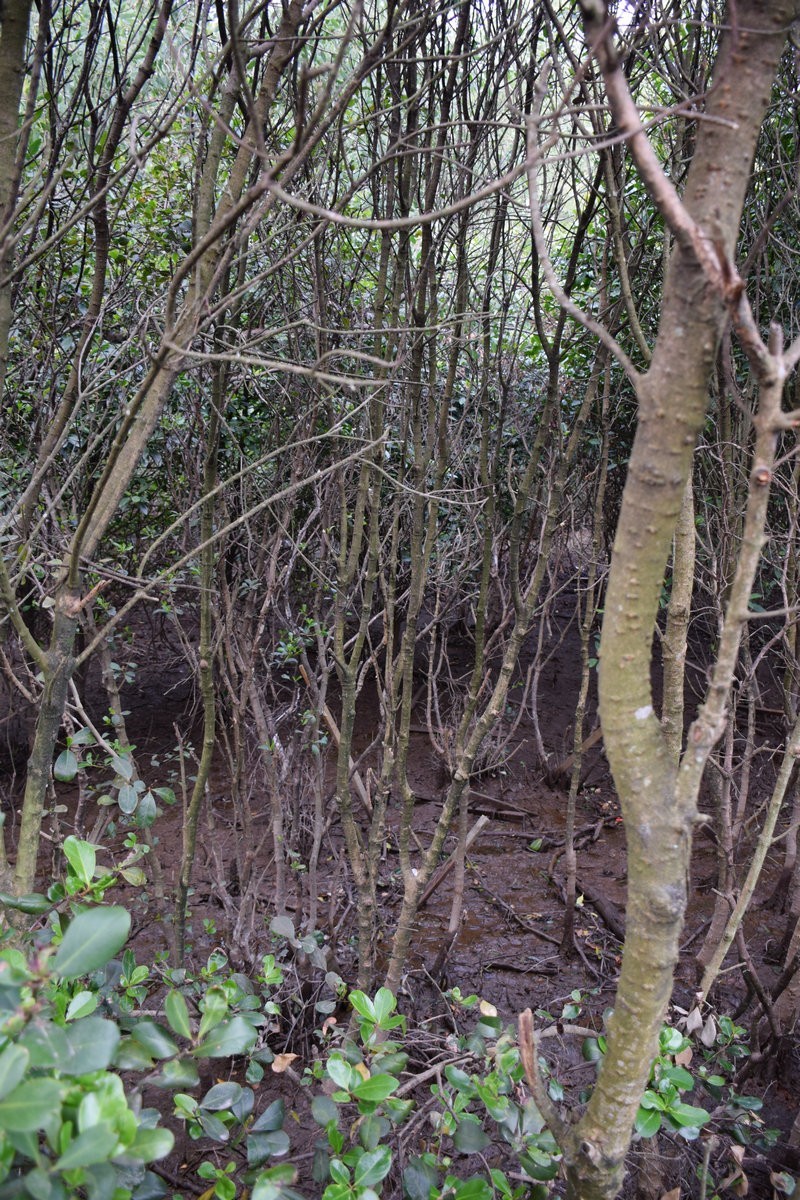 2025春节 广东行（94）大亚湾红树林公园