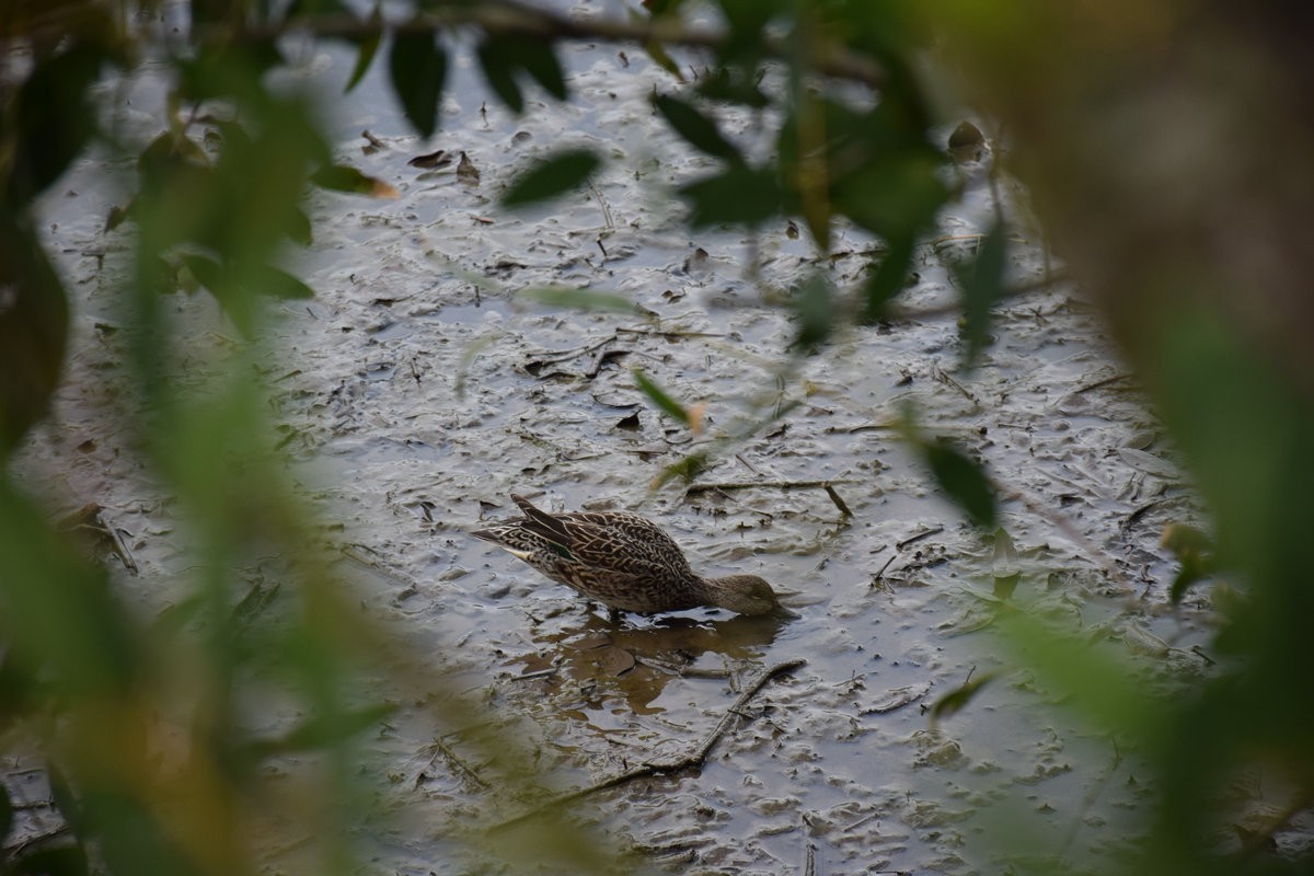 2025春节 广东行（94）大亚湾红树林公园