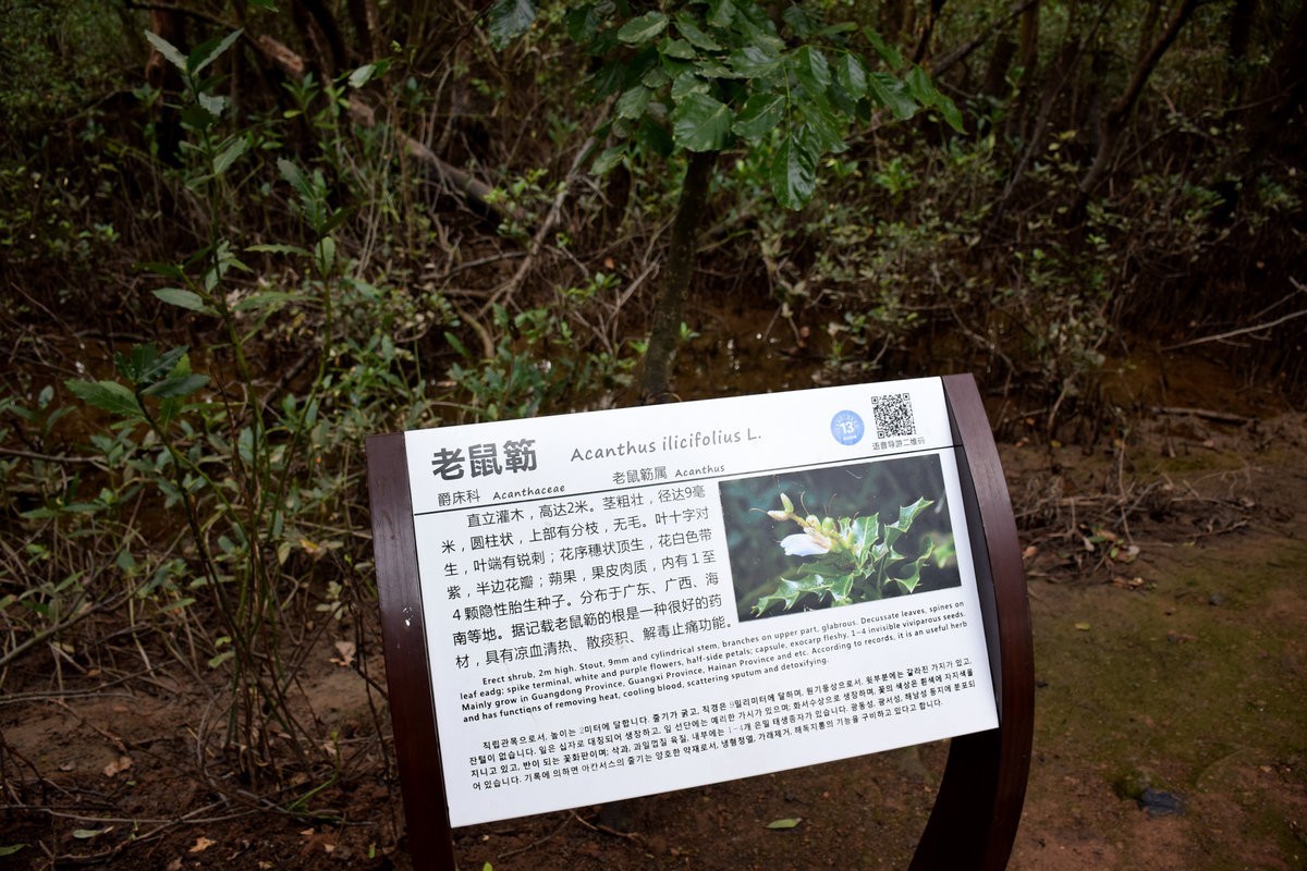 2025春节 广东行（94）大亚湾红树林公园