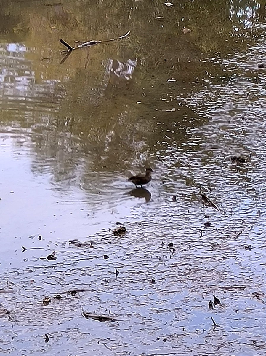 2025春节 广东行（94）大亚湾红树林公园