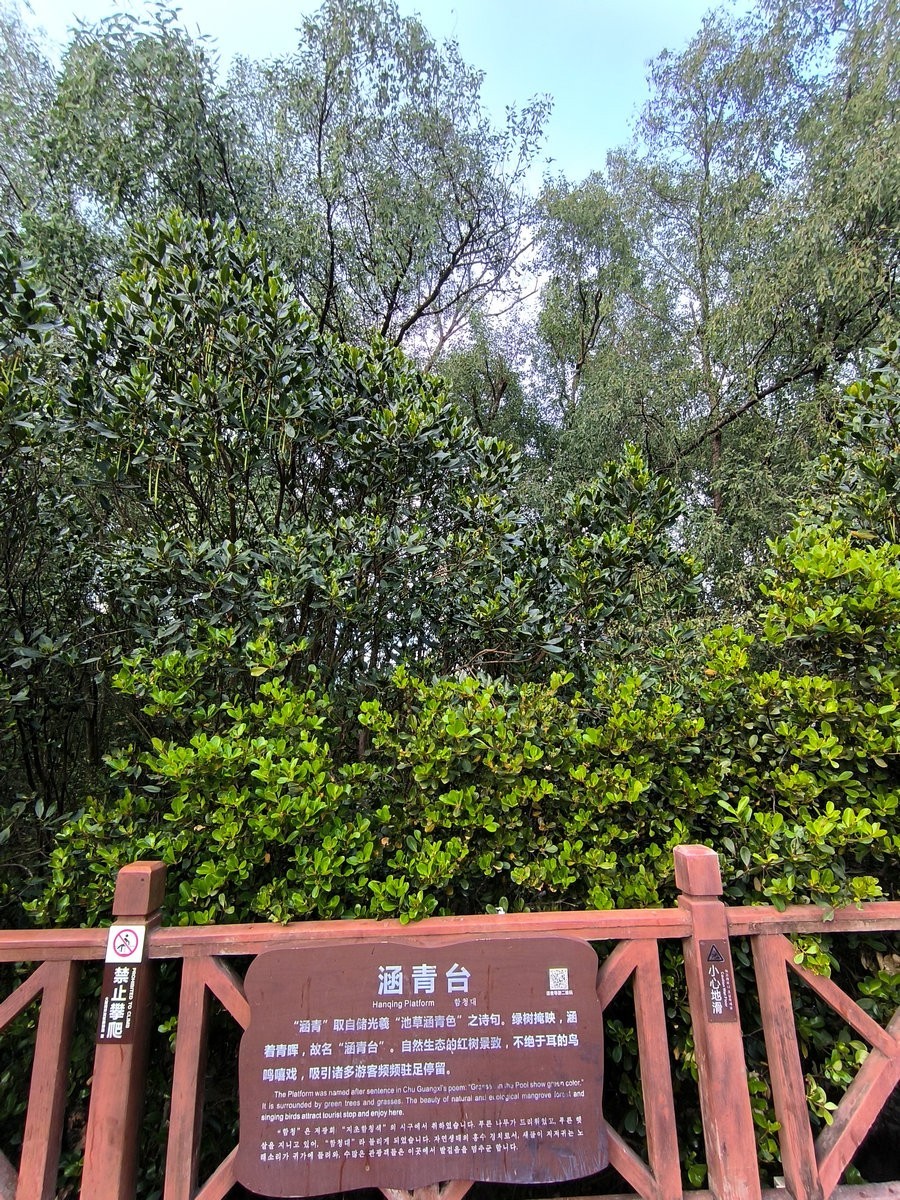 2025春节 广东行（94）大亚湾红树林公园