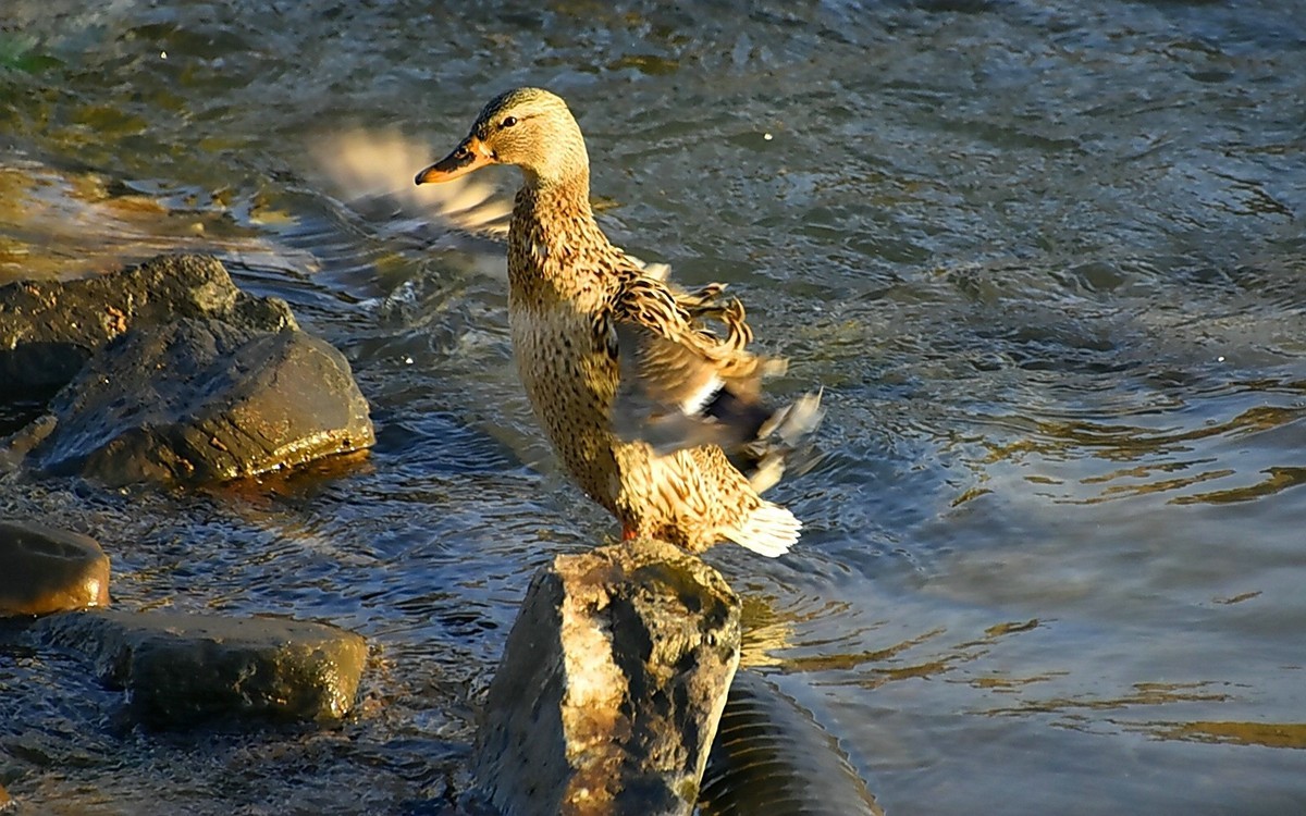 黄河野鸭