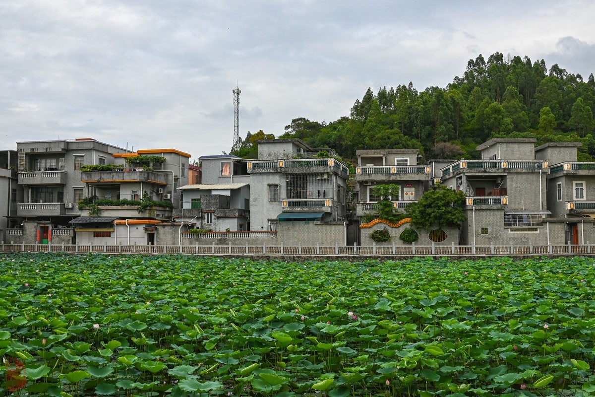 D780生不逢时-拍大岭