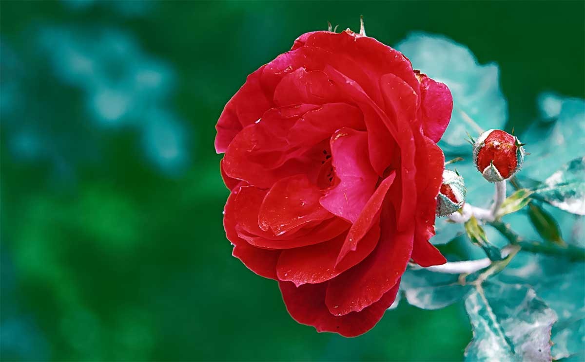 花                                  卉