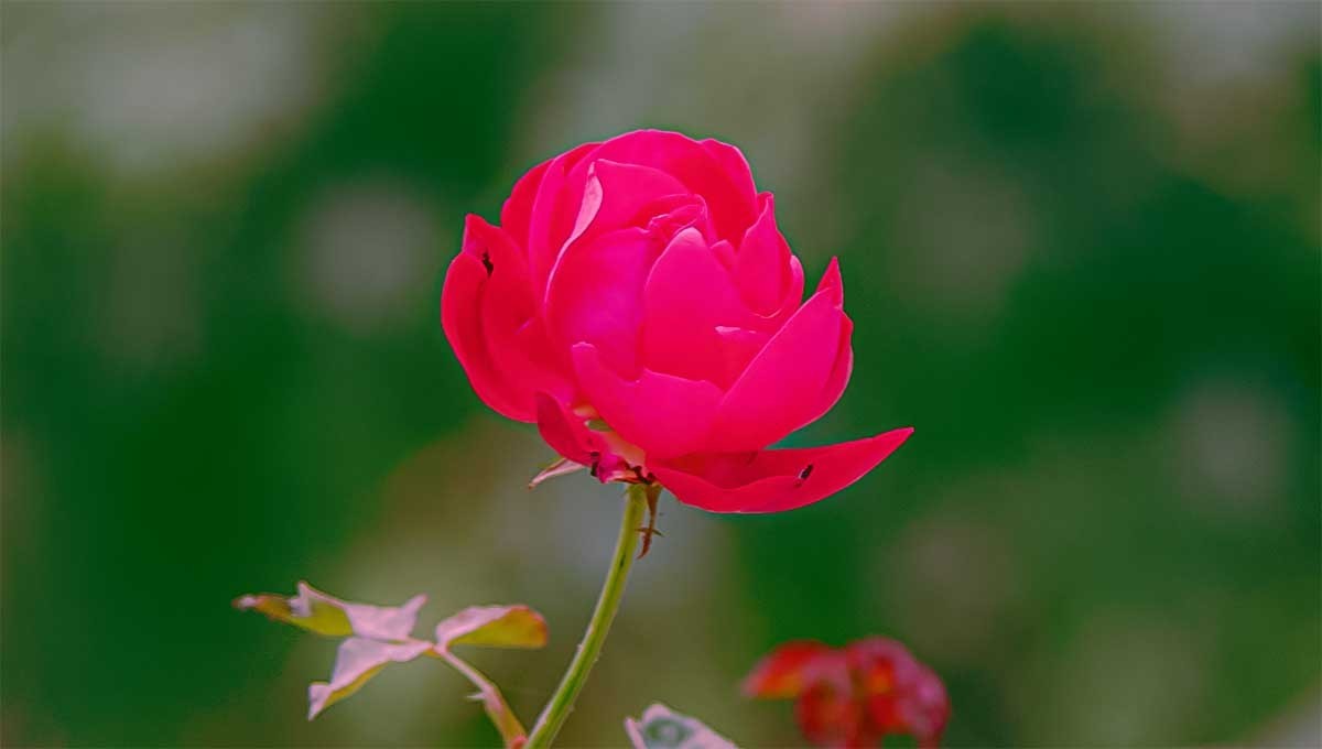 花                                  卉
