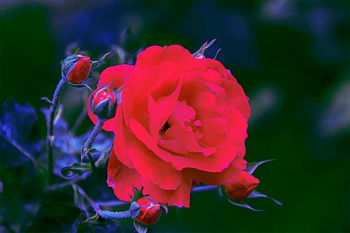 花                                  卉