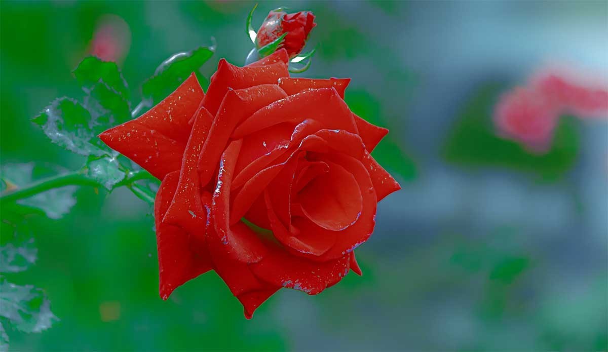 花                                  卉