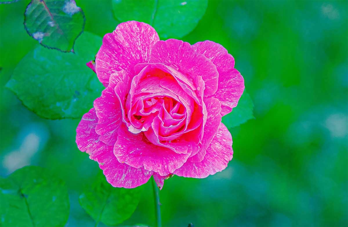 花                                  卉