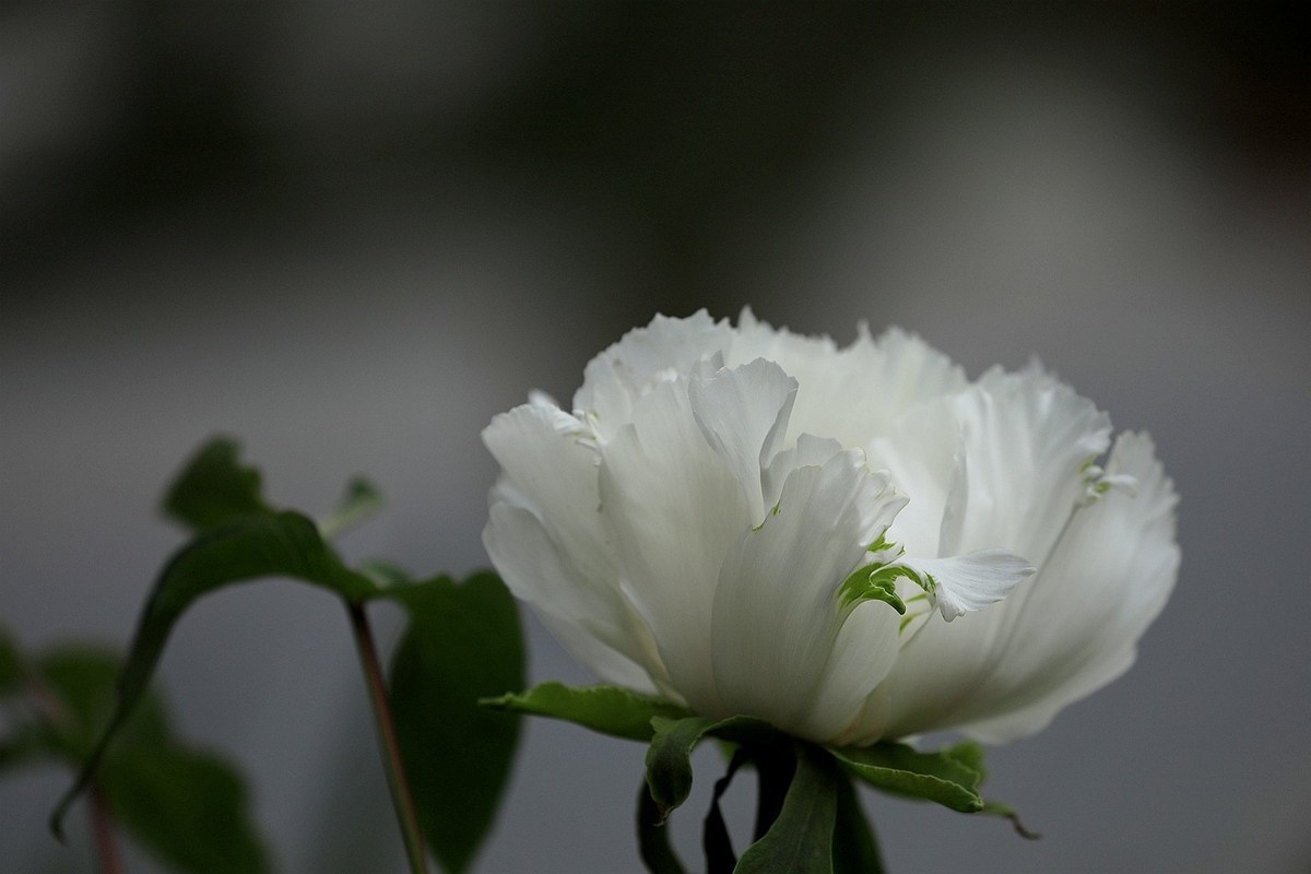 牡丹花【十六】2025.127