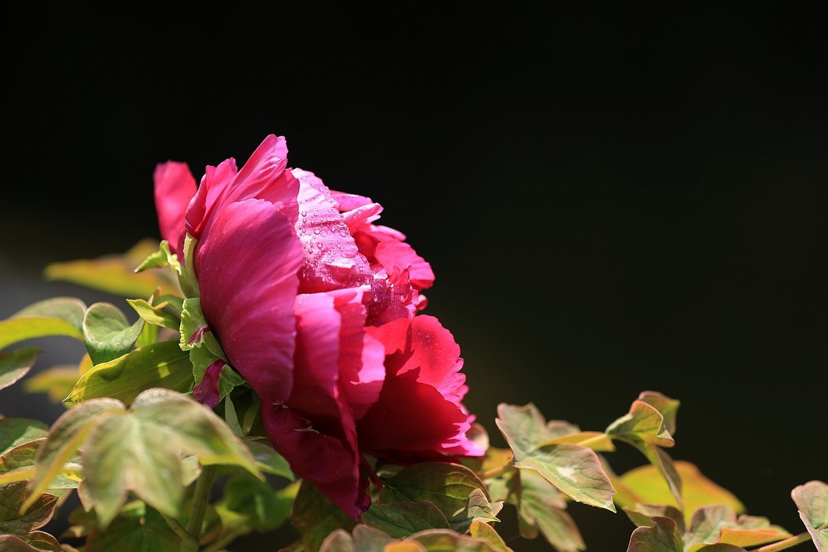 牡丹花【十六】2025.127