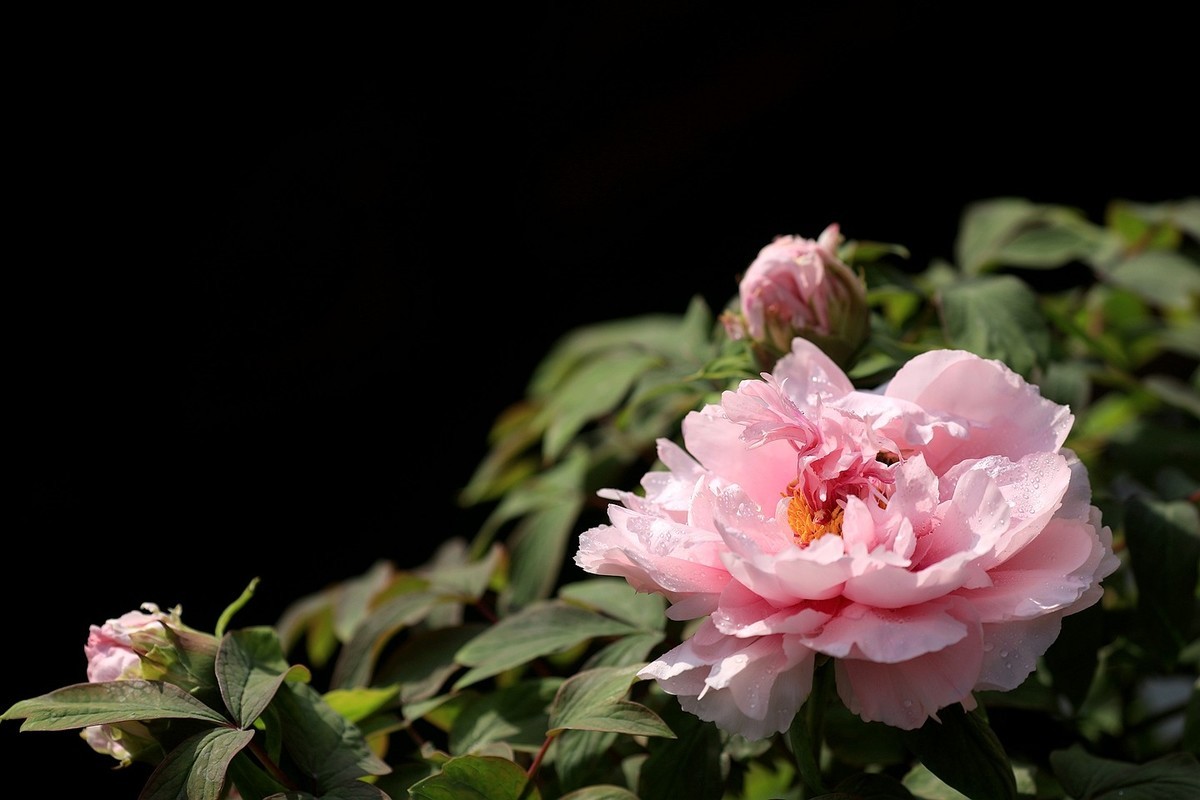 牡丹花【十六】2025.127