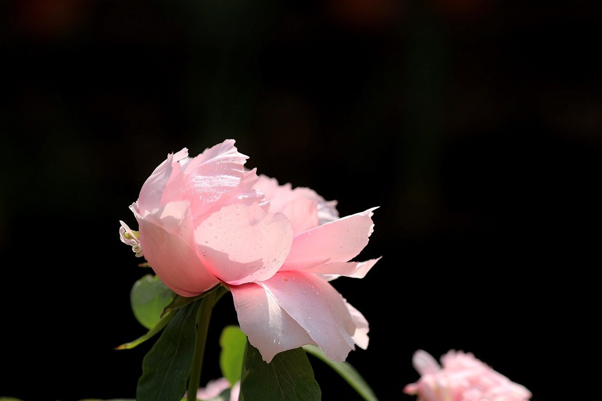 牡丹花【十六】2025.127