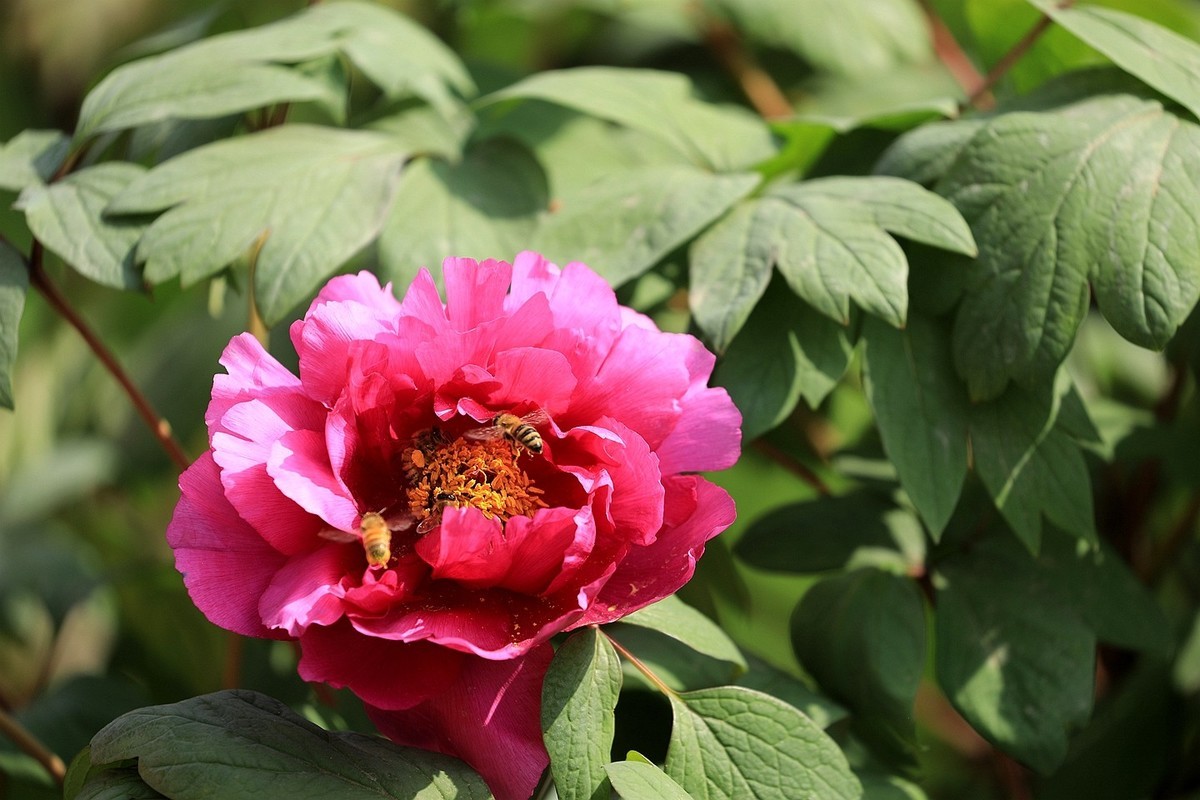 牡丹花【十六】2025.127