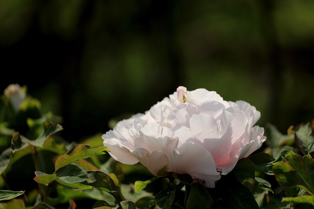 牡丹花【十六】2025.127