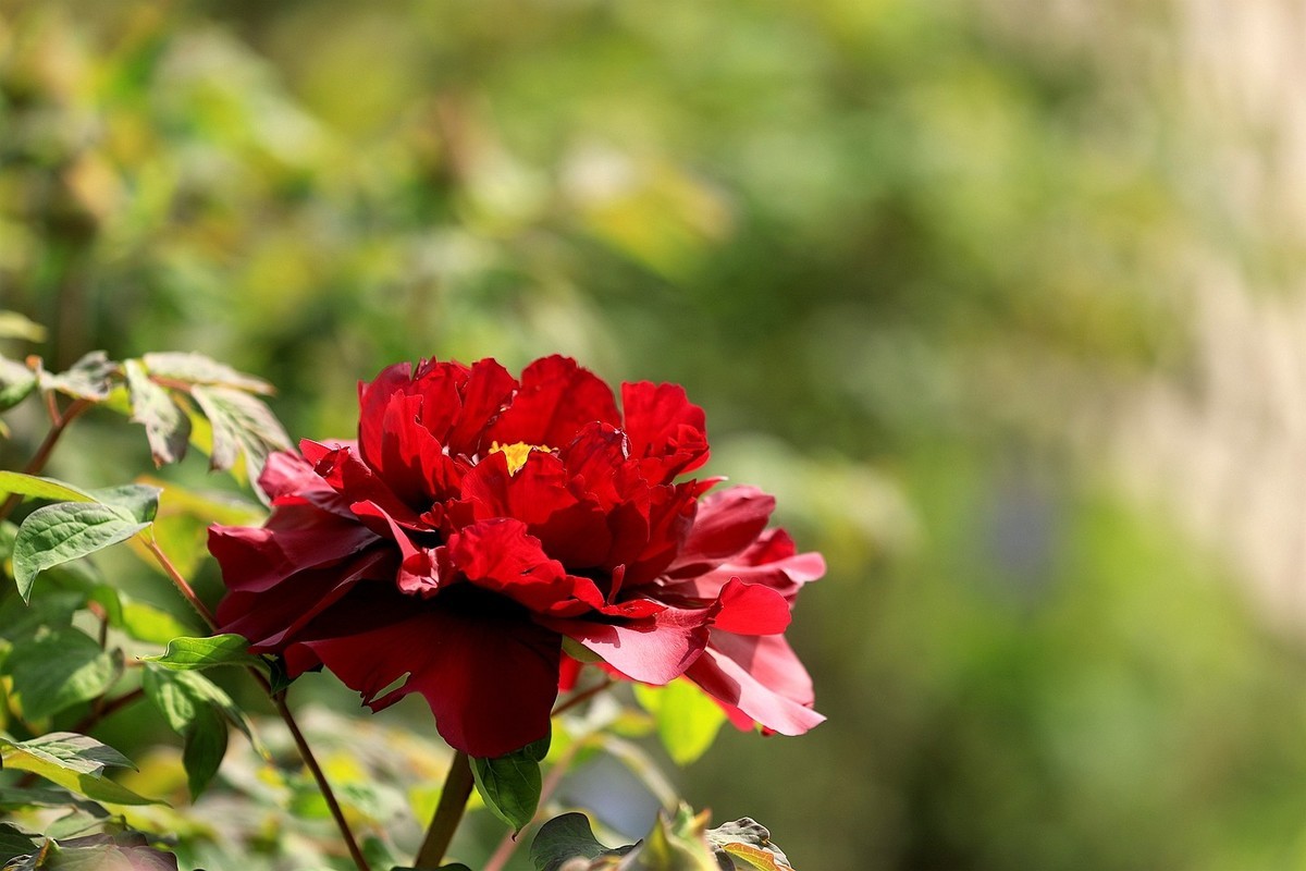 牡丹花【十六】2025.127