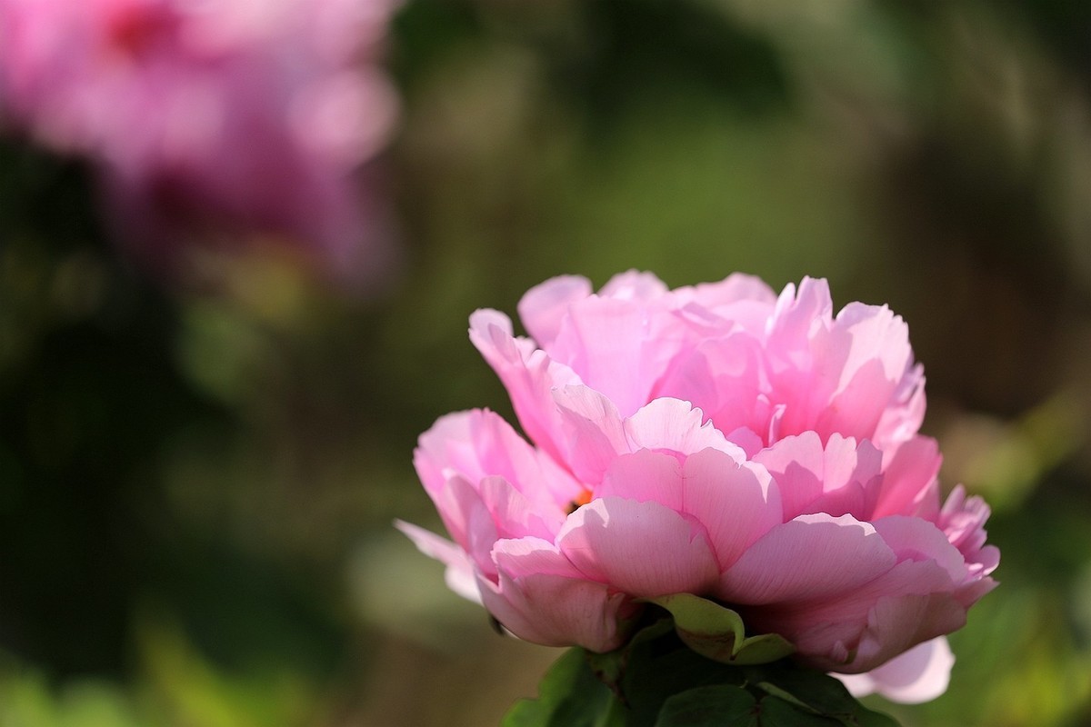 牡丹花【十六】2025.127