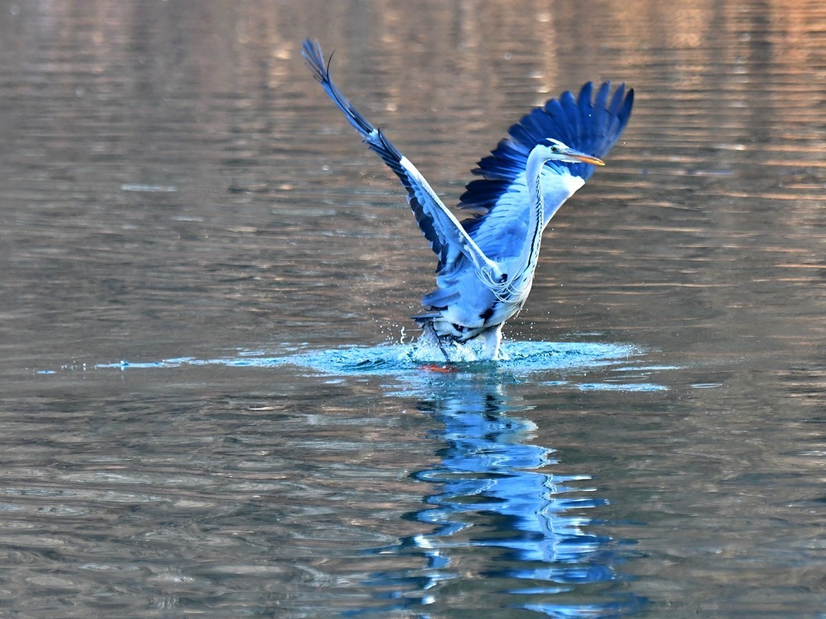 【视觉光影】明 湖 苍 鹭 （16）
