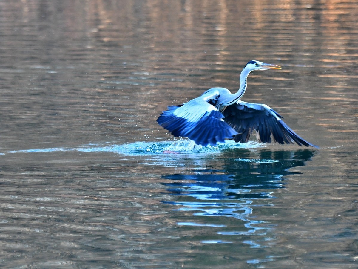 【视觉光影】明 湖 苍 鹭 （16）