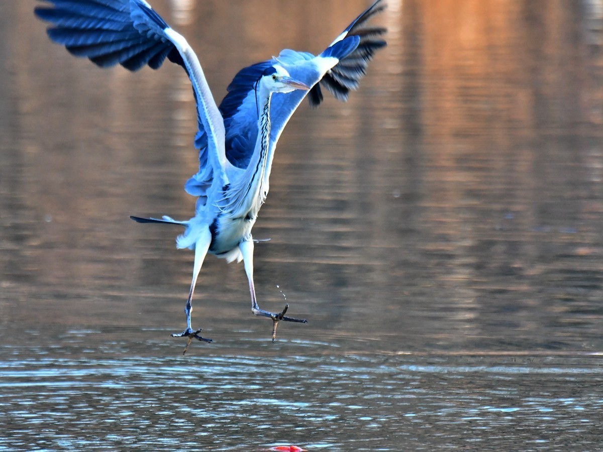 【视觉光影】明 湖 苍 鹭 （16）