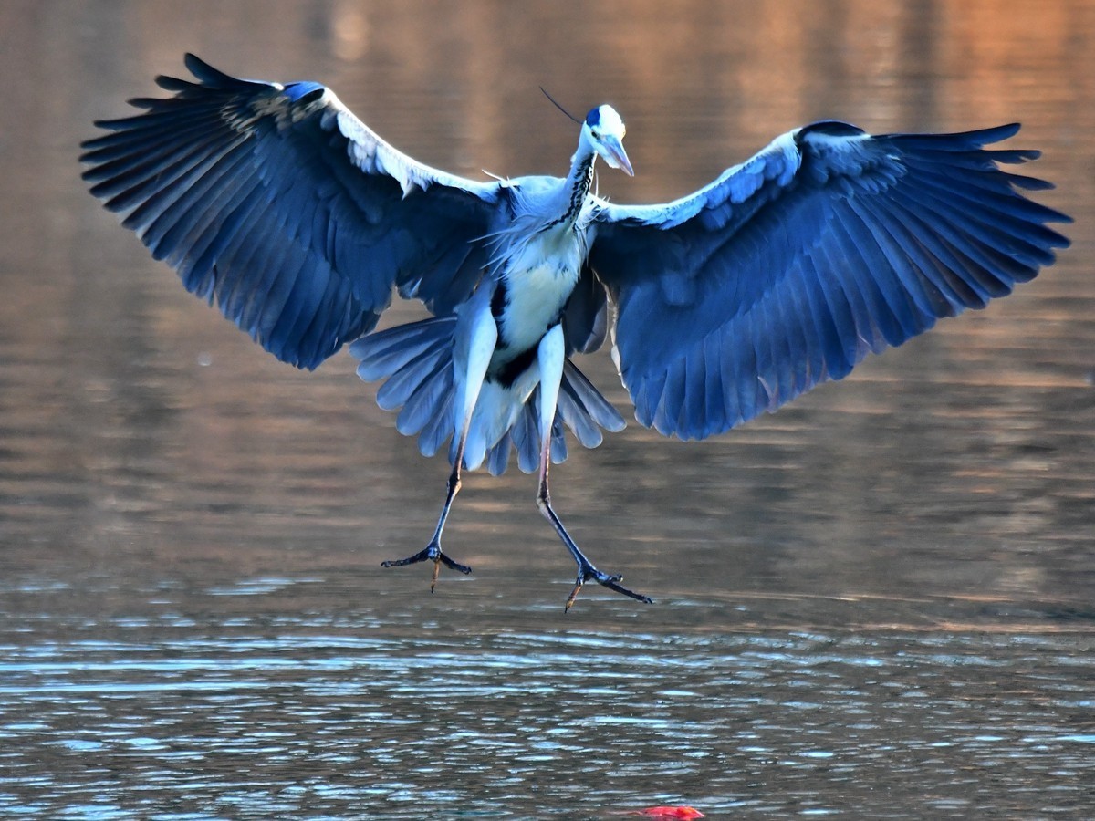 【视觉光影】明 湖 苍 鹭 （16）