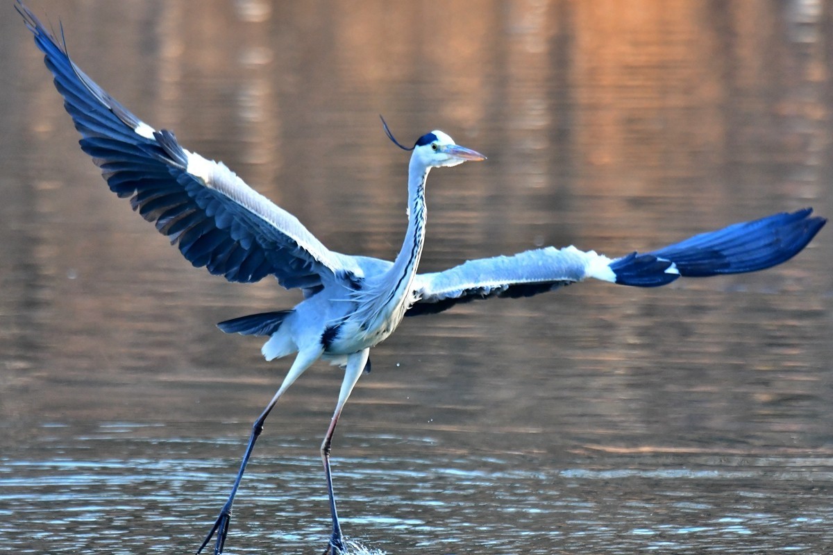 【视觉光影】明 湖 苍 鹭 （16）