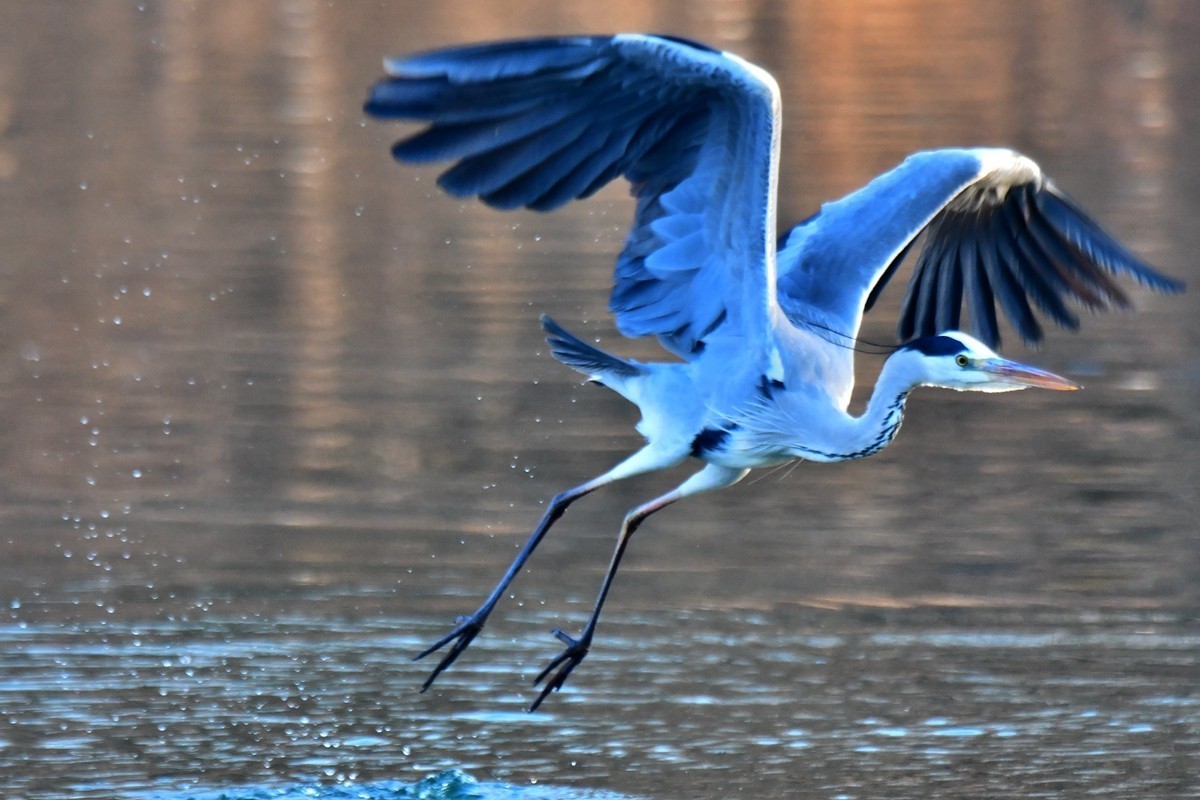 【视觉光影】明 湖 苍 鹭 （16）