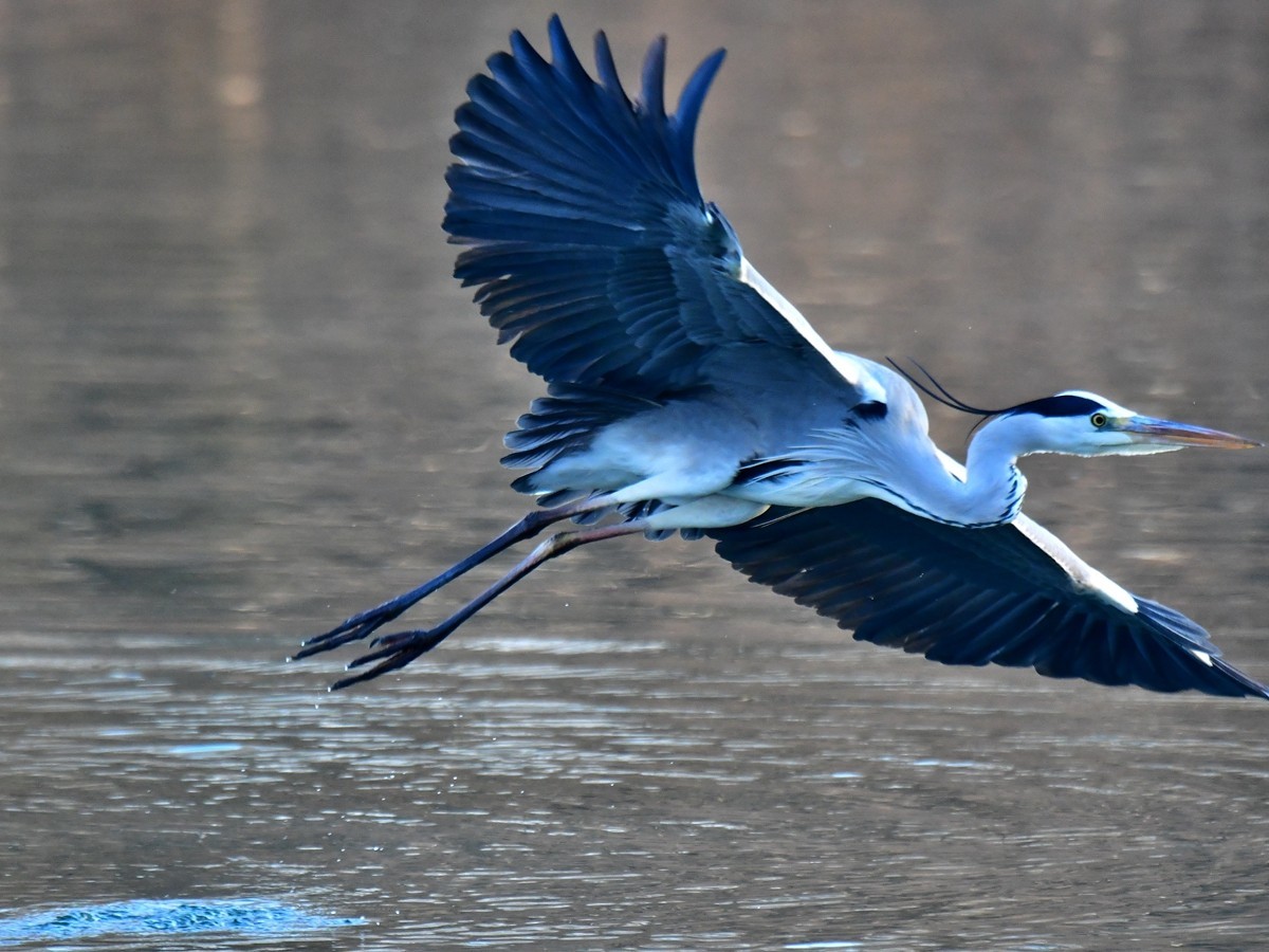 【视觉光影】明 湖 苍 鹭 （16）