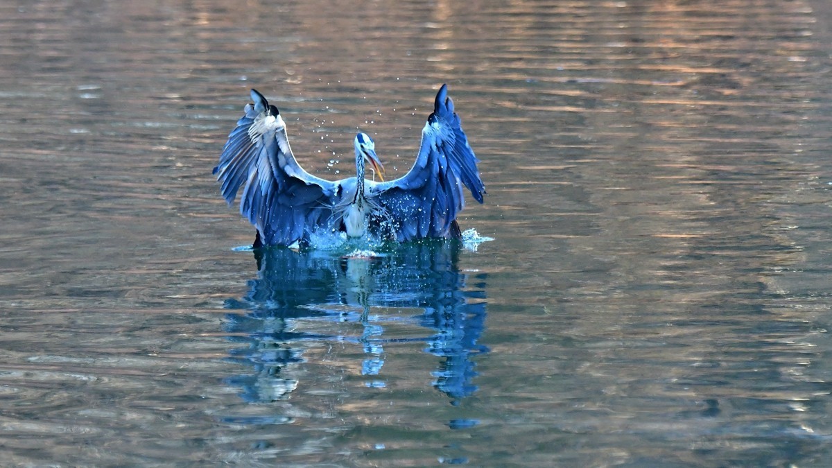 【视觉光影】明 湖 苍 鹭 （16）
