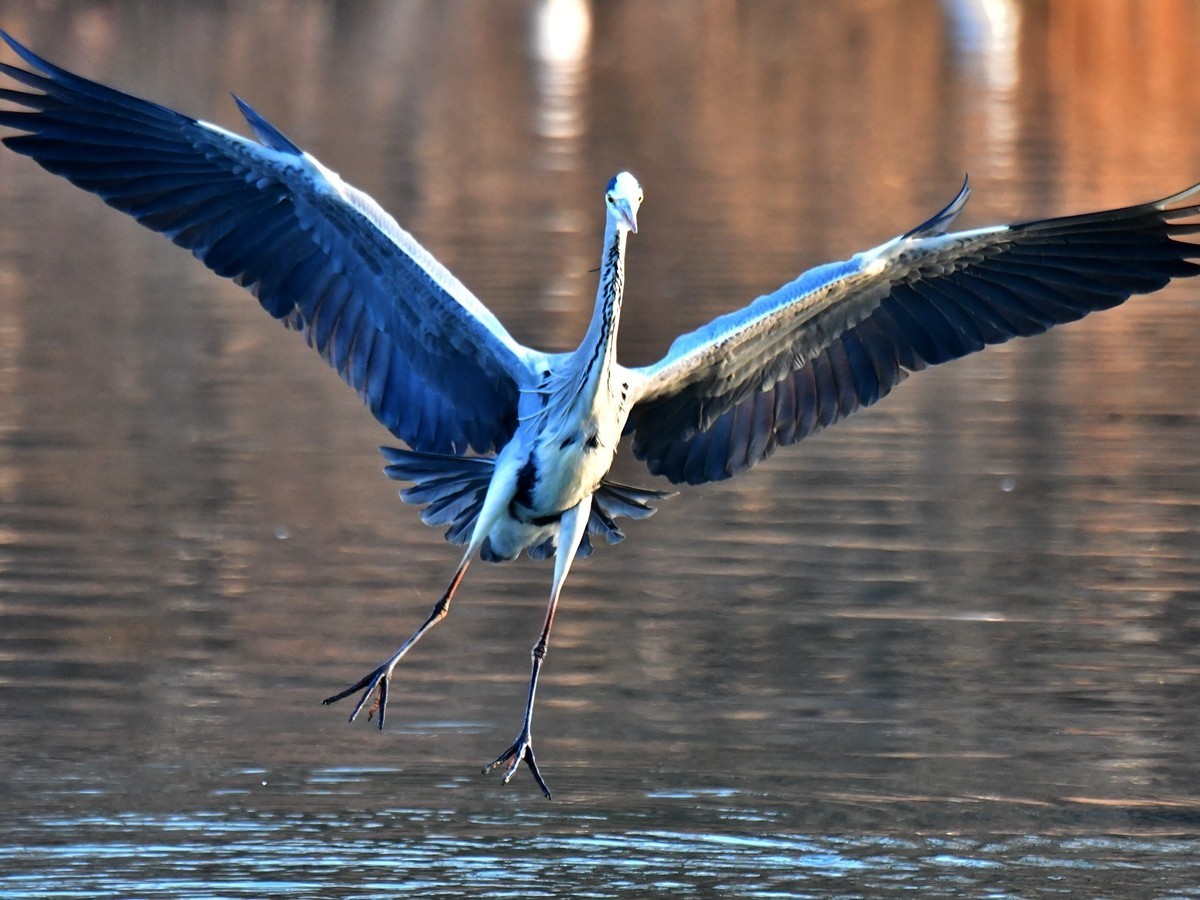 【视觉光影】明 湖 苍 鹭 （16）