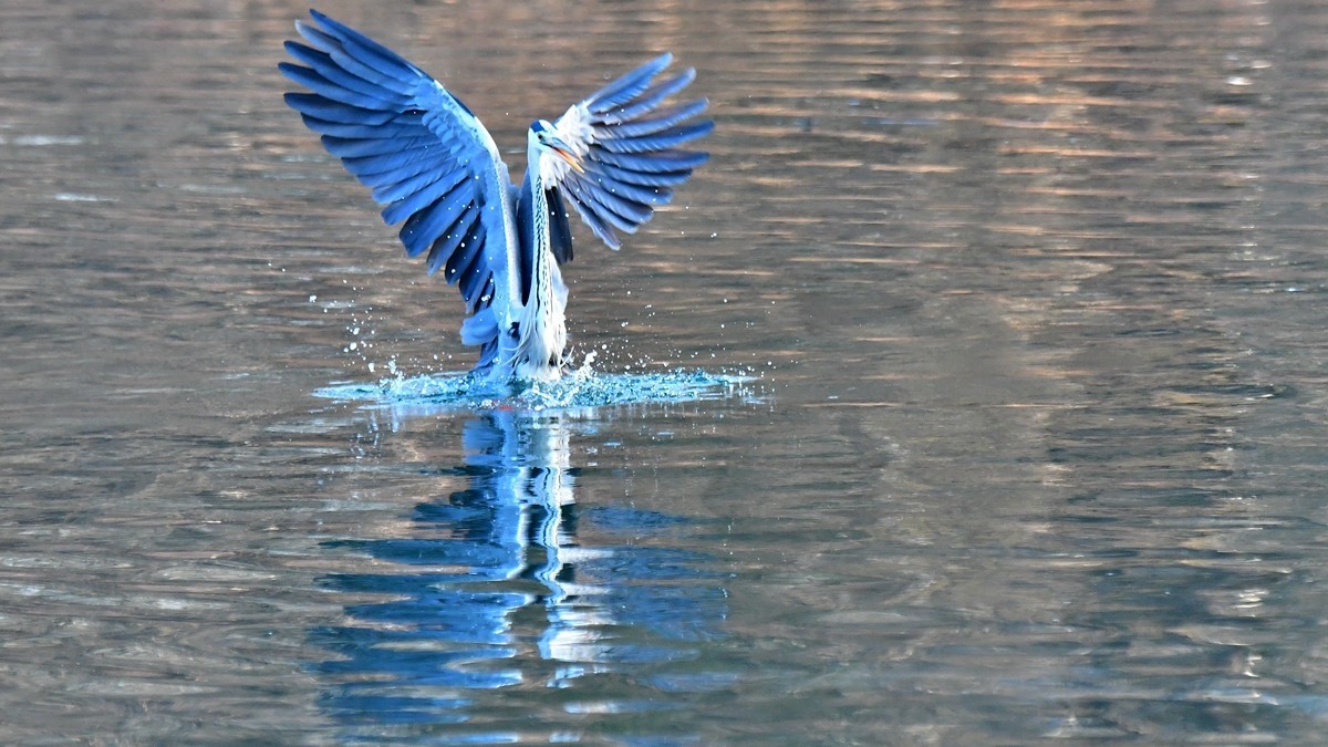 【视觉光影】明 湖 苍 鹭 （16）