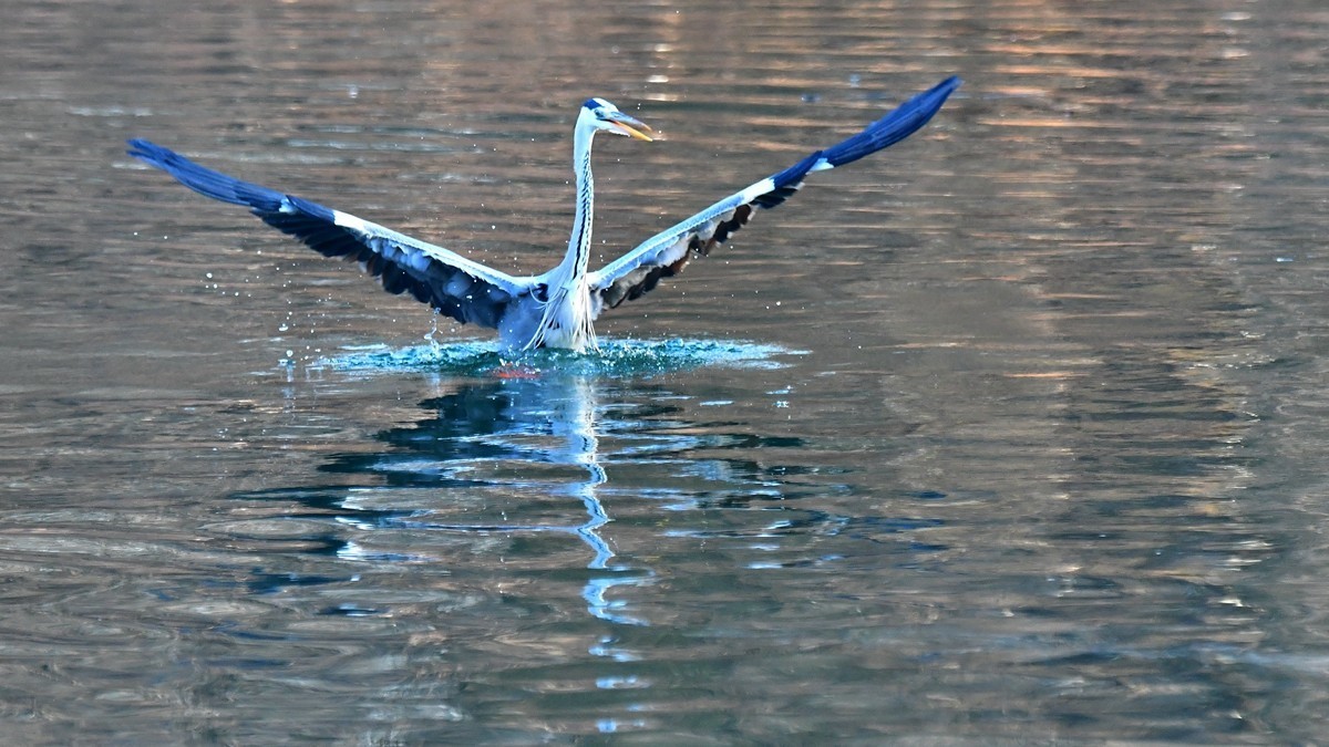 【视觉光影】明 湖 苍 鹭 （16）