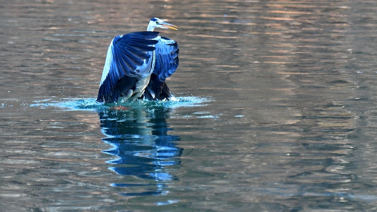 【视觉光影】明 湖 苍 鹭 （16）
