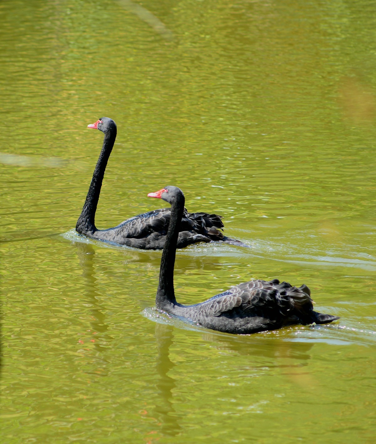 荔湾湖的黑天鹅。