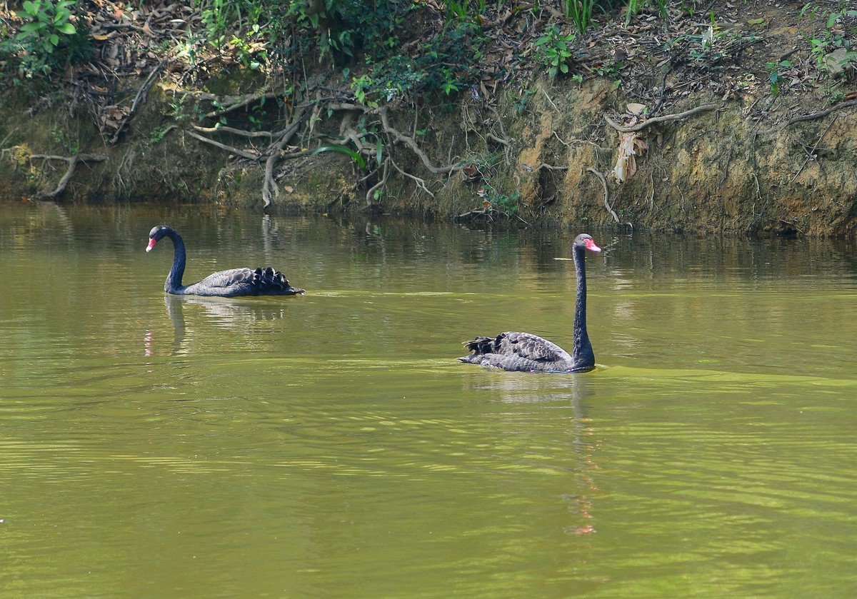 荔湾湖的黑天鹅。
