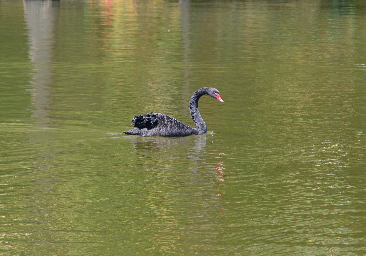 荔湾湖的黑天鹅。