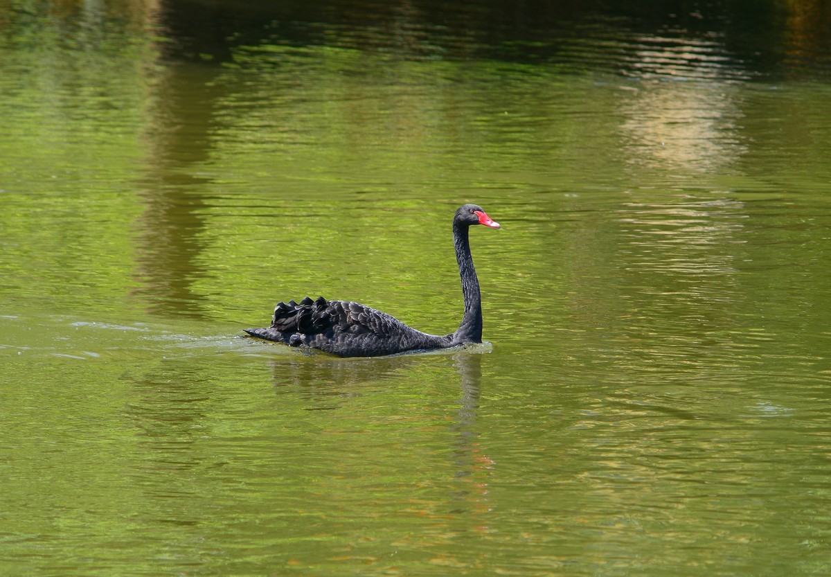 荔湾湖的黑天鹅。