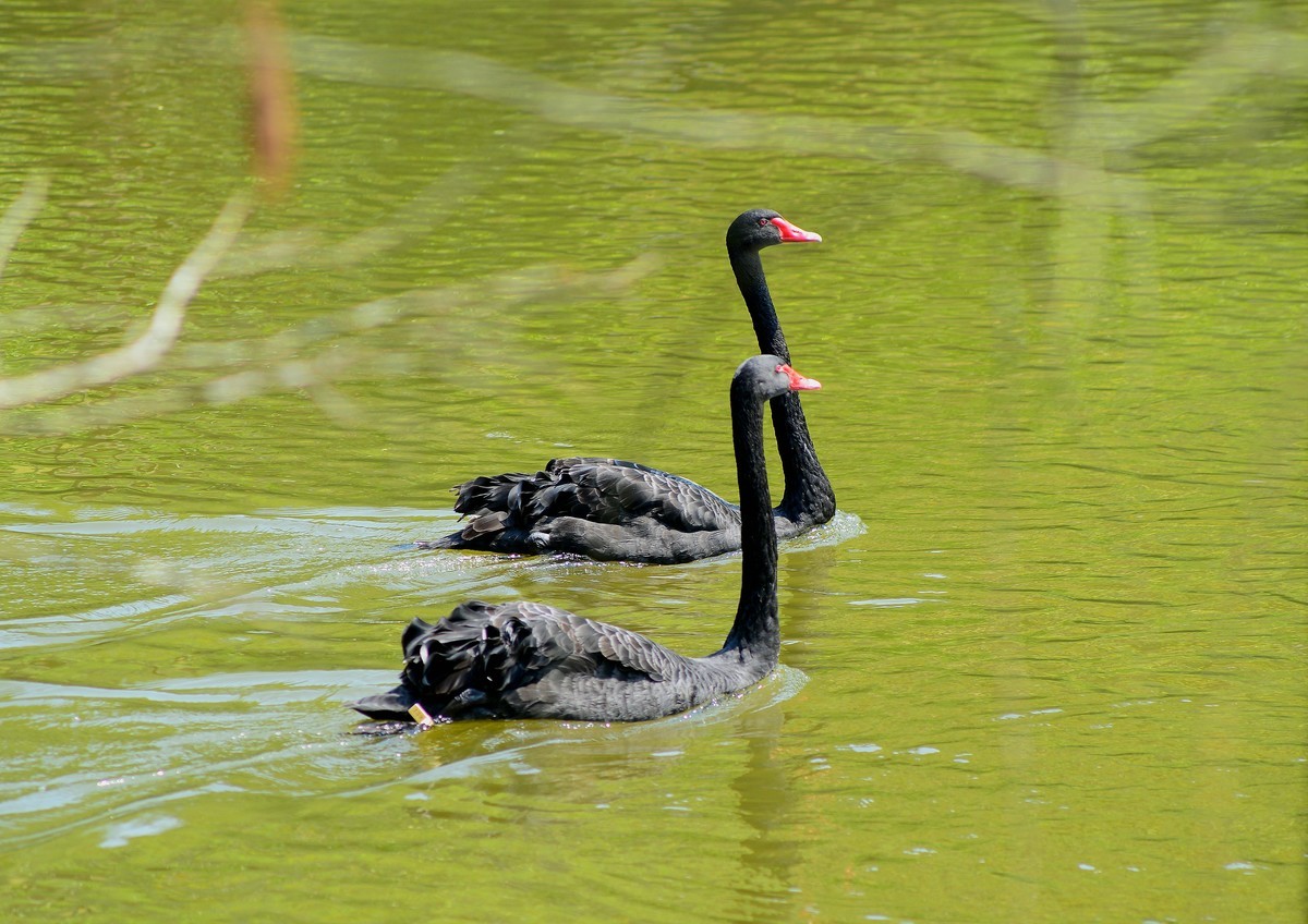 荔湾湖的黑天鹅。