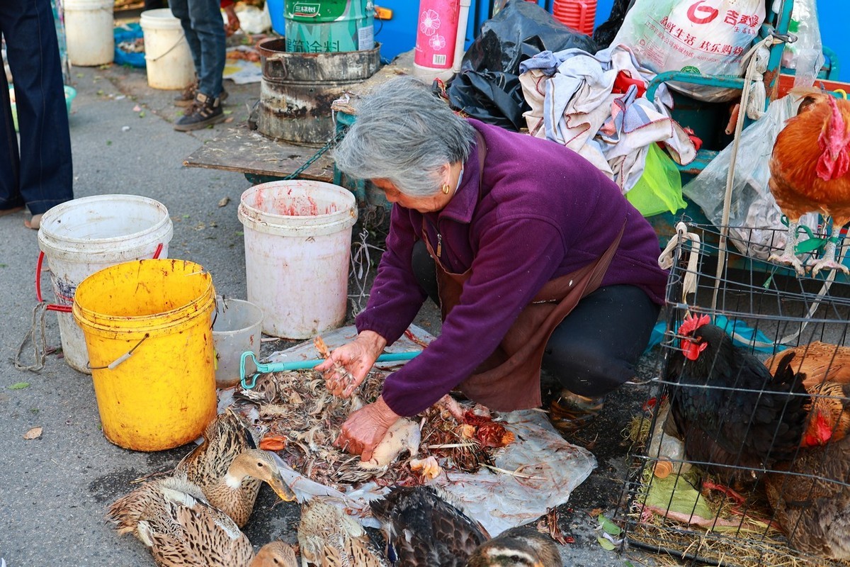 古镇随拍 ------ 1