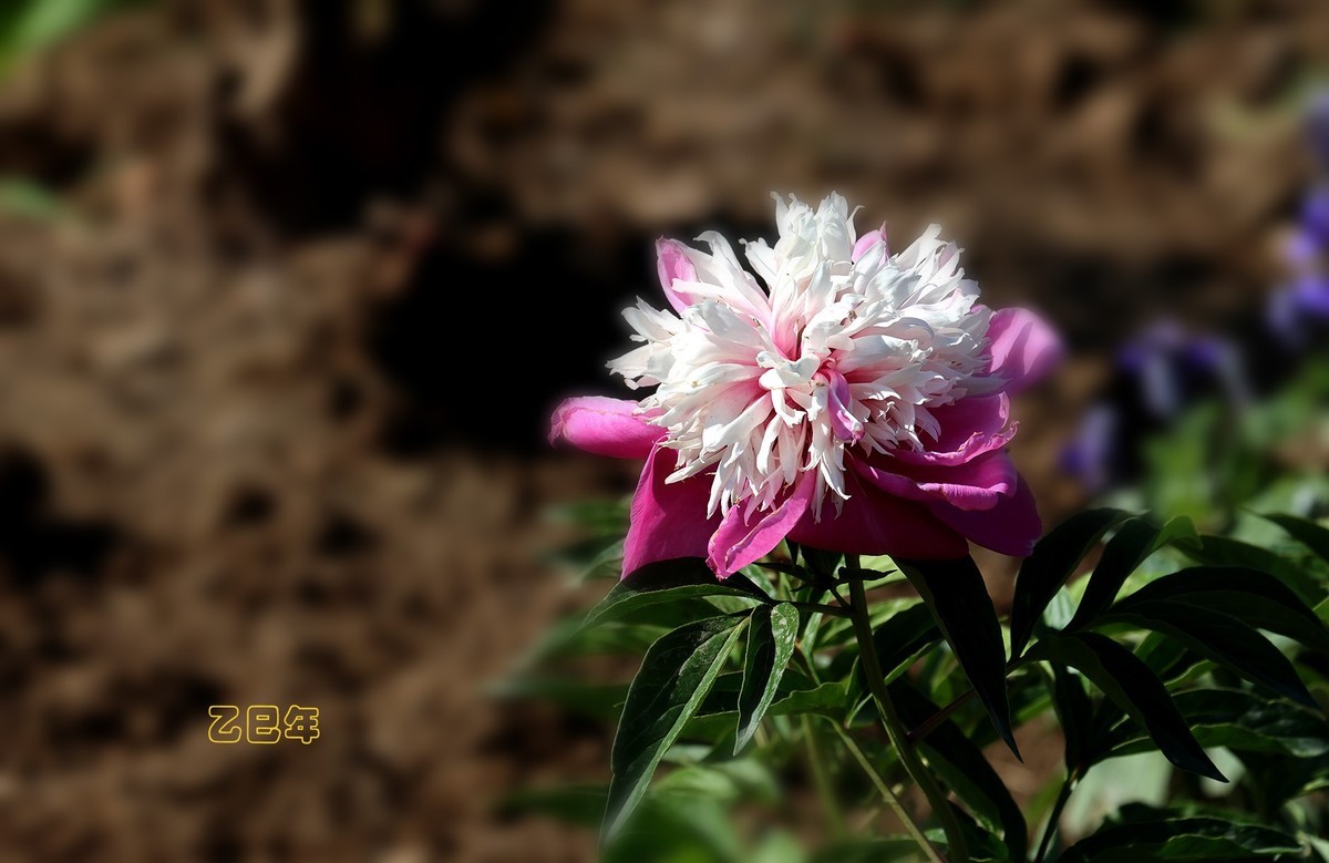 芍药花【乙巳年110】
