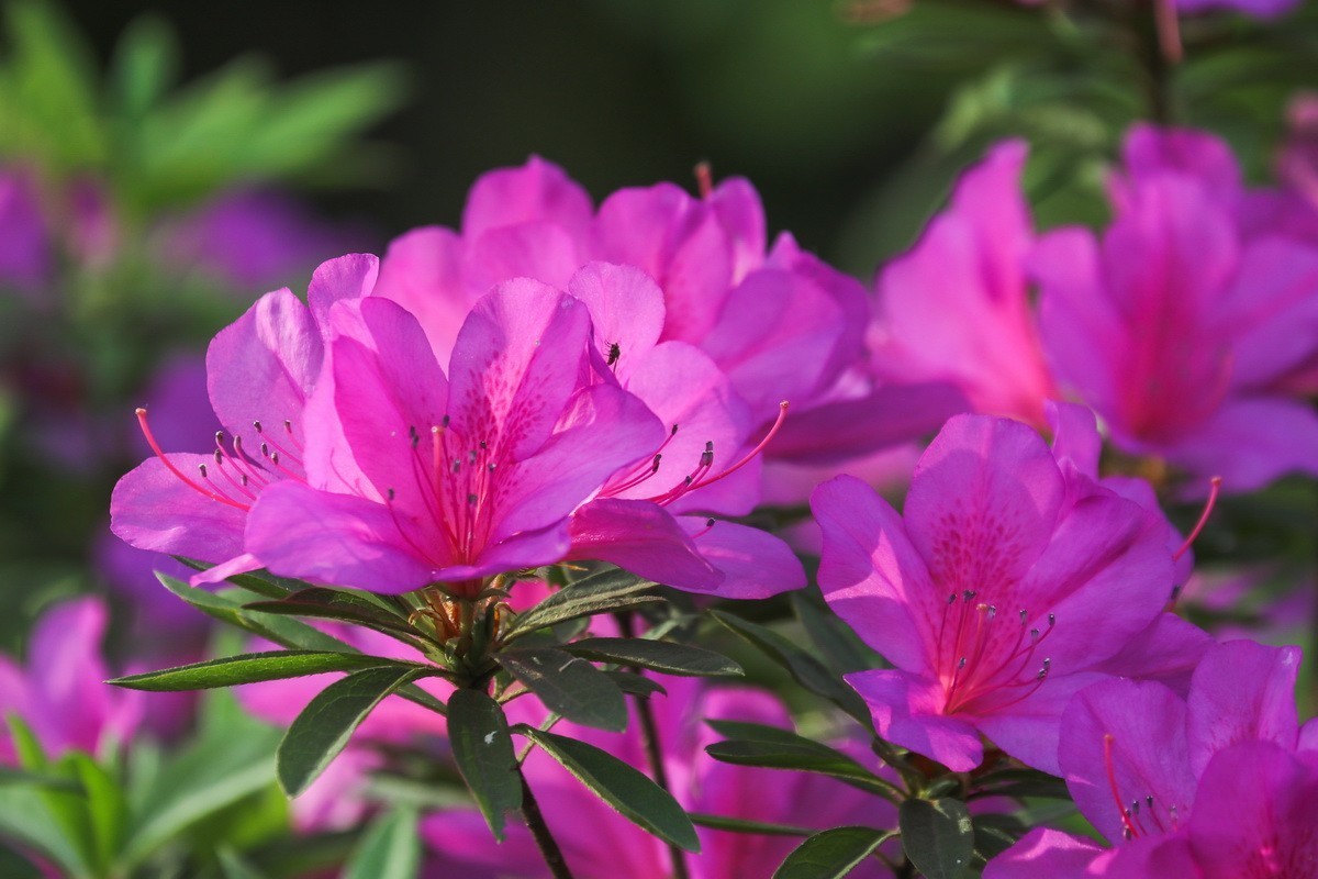 杜鹃花开映山红